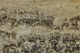 Devonian Stromatolite Slab - Orkney, Scotland #281627-1